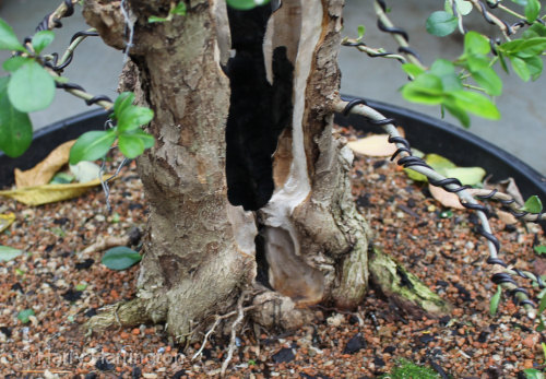 privet bonsai